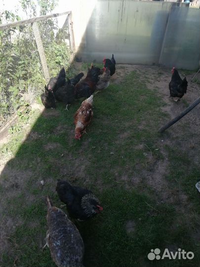 Куры несушки