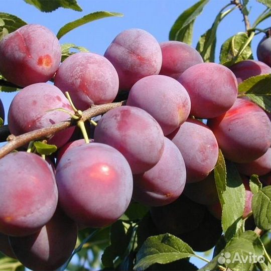 Саженцы Алыча Кубанская Комета