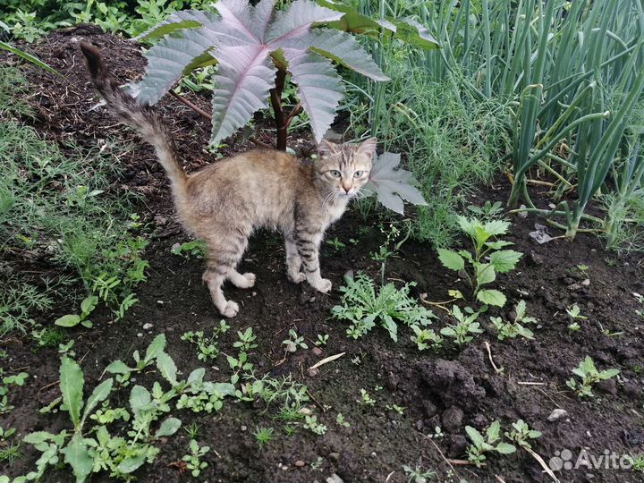 Отдам котенка