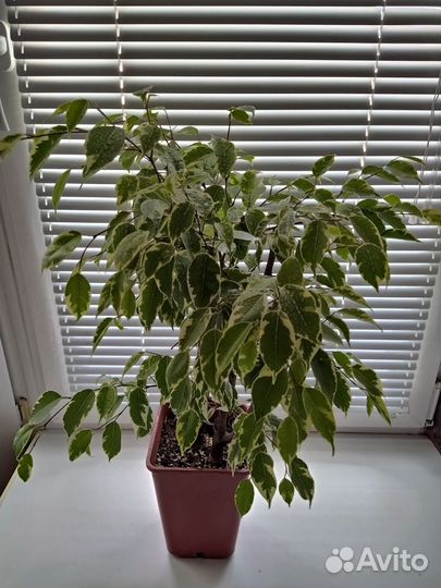 Фикус Бенджамина Бафт