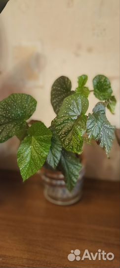 Бегония макулата