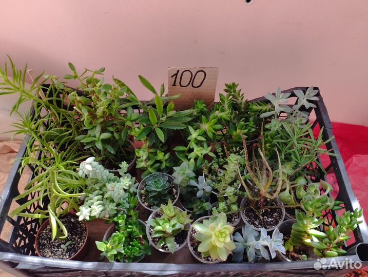 Кактусы и суккуленты