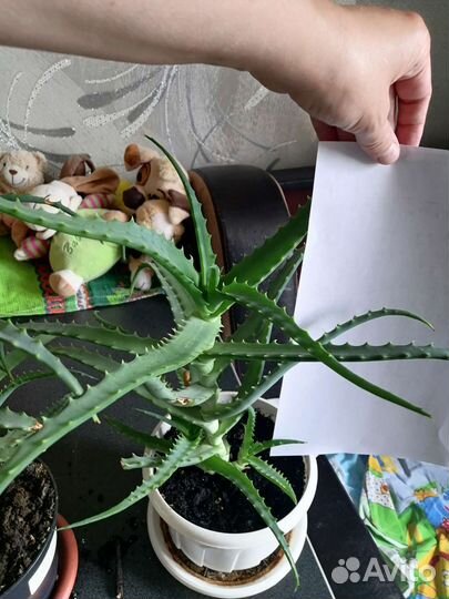 Алоэ большое