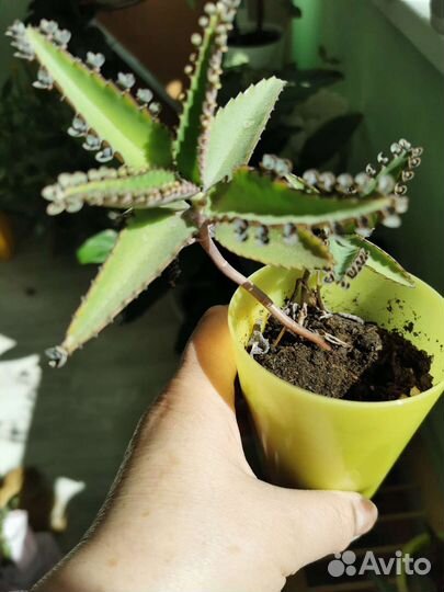 Каланхоэ Дегремона, лечебный, 