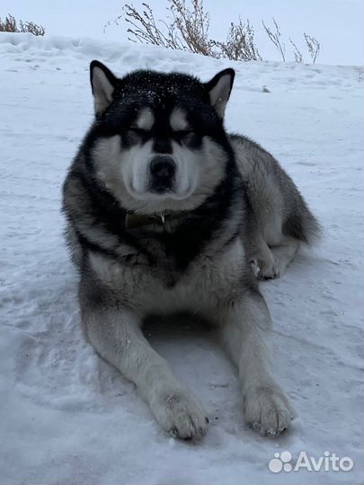 Маламут кобель вязка