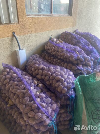 Картошка королева анна