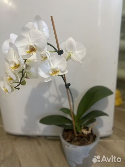 Орхидея