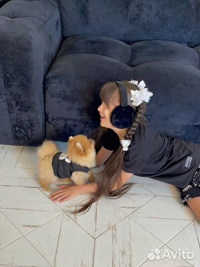 Померанский шпиц медвежьего типа