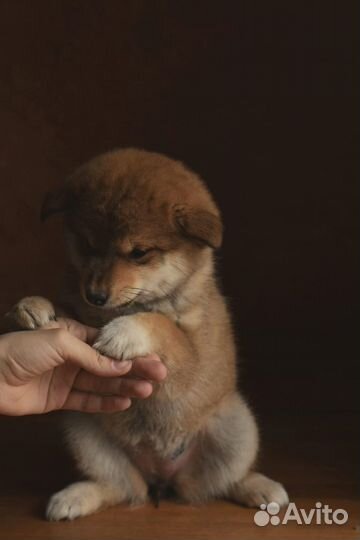 Щенки сиба ину
