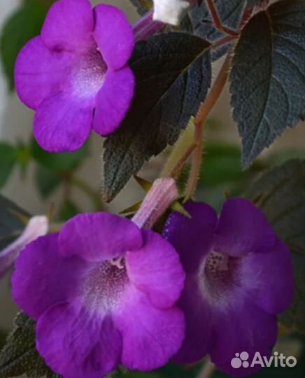 Ахименесы,хамедорея,оксалис,бегония,циссус