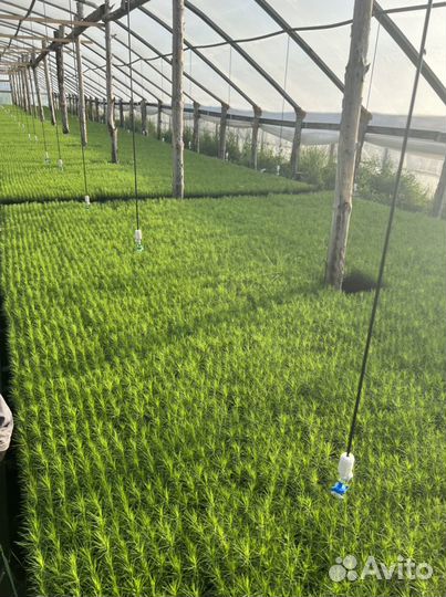 Сеянцы с зкс и окс Сосна Сосны