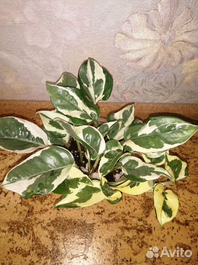 Эпипремнум энджой