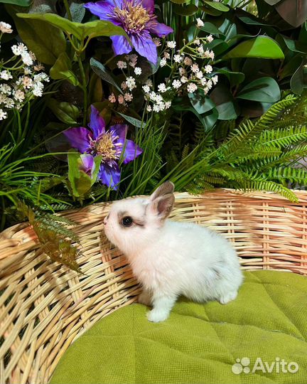 Кролики карликовые мини. Большой выбор кроликов