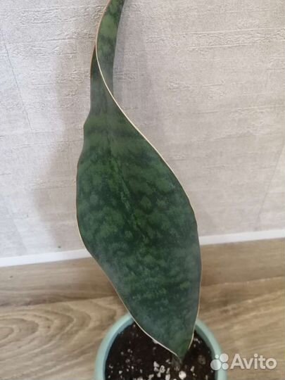 Сансевиерия массониана Виктория