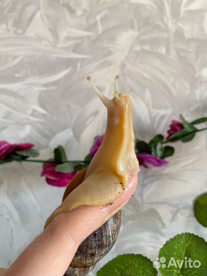 Ахатина фулика альбино