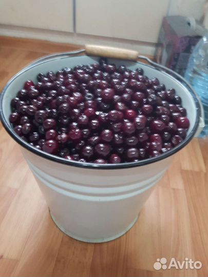 Вишня владимирская