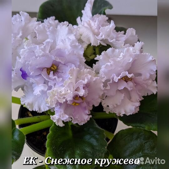 Укоренённые черенки сортовых фиалок почтой
