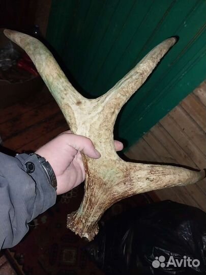 Продам рога лося