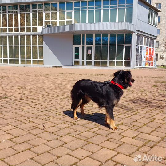 Юной коасотке нужен человек