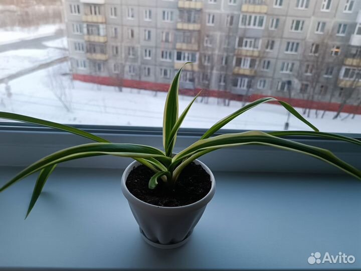 Домашние растения
