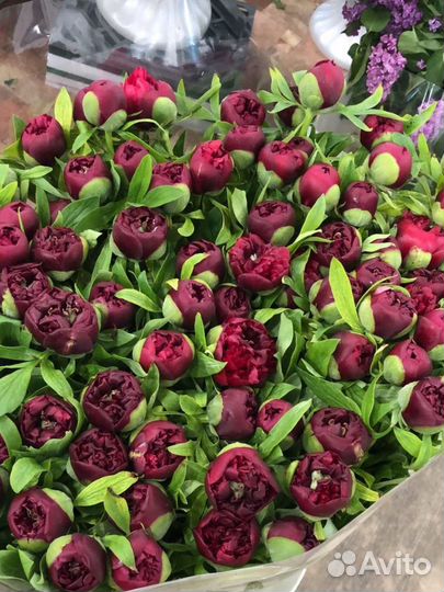 Пионы Адлер