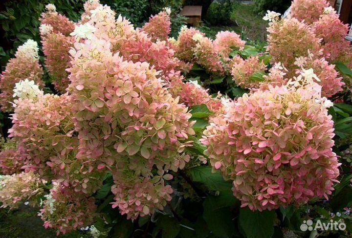 Гортензия метельчатая фантом Высота от 50см
