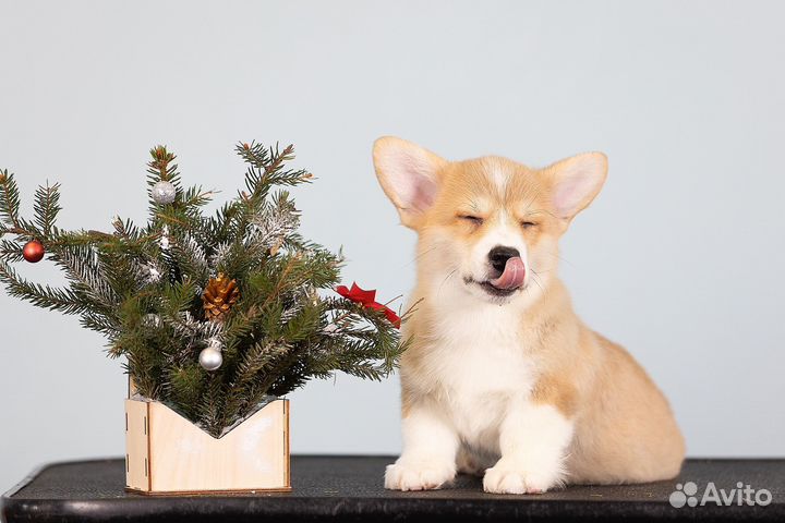 Вельш-корги пемброк мальчик