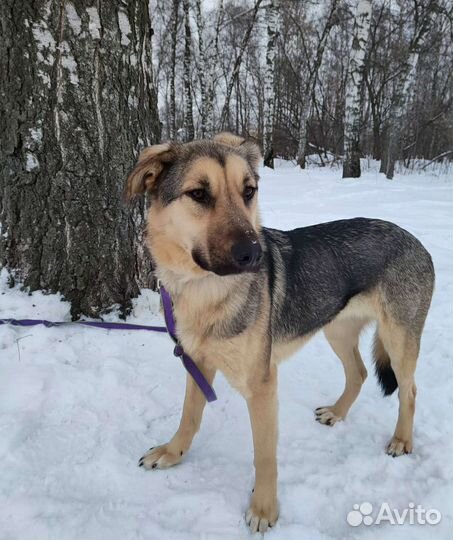 Нежная и незаметная Брусника грустит в приюте