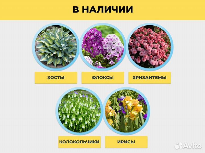 Колокольчики / цветы многолетние