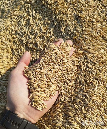 Кормовая пшеница, Гречиха на корм