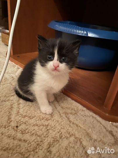 Котята бесплатнов добрые руки