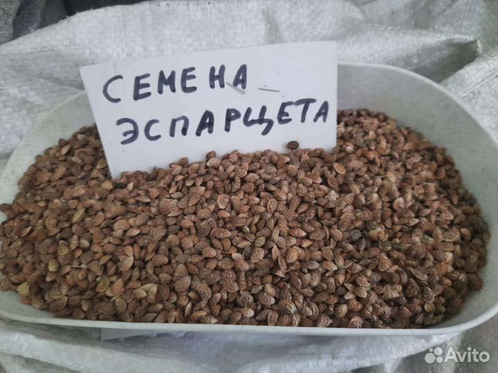 Семена эспарцета