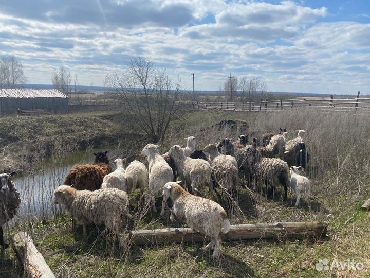 Овцы бараны ягнята