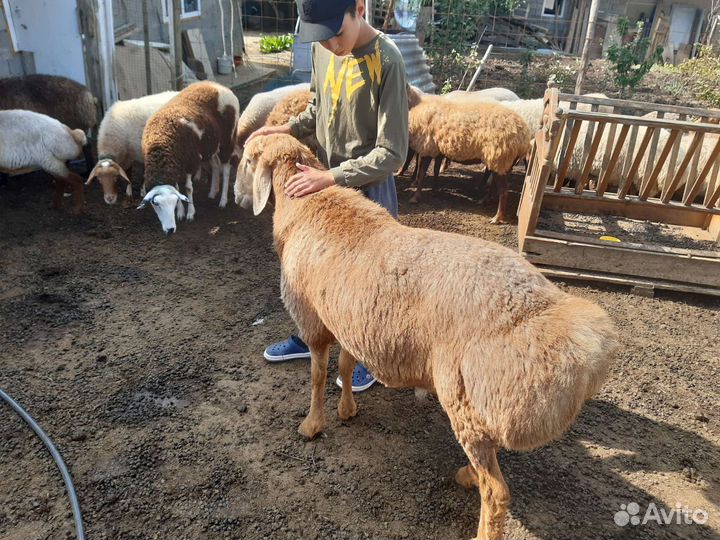 Баран гисар