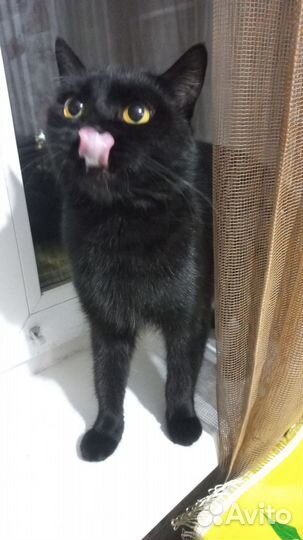 Отдам бесплатно