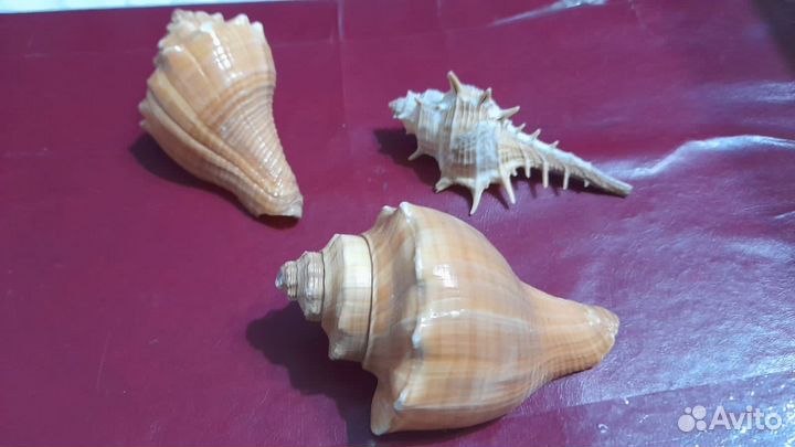 Ракушки для аквариума