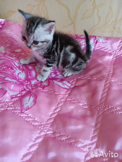 Шотландский котик