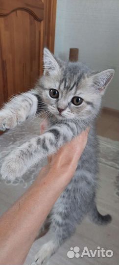 Чистокровные шотландские котята
