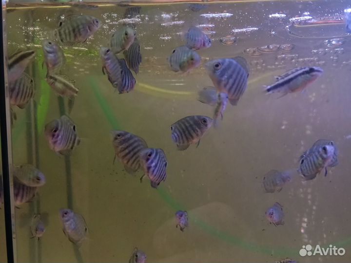 Аквариумные рыбки