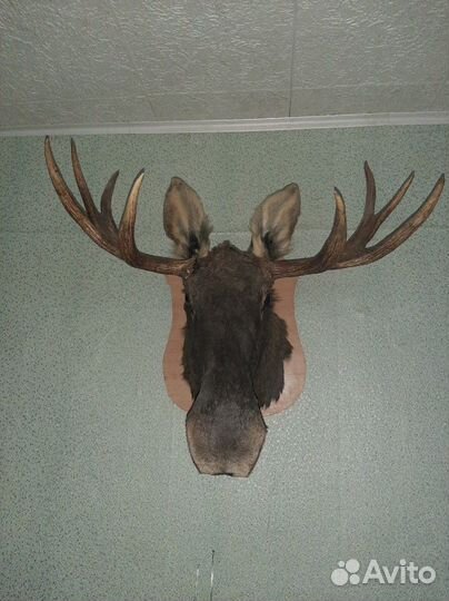 Чучела диких животных