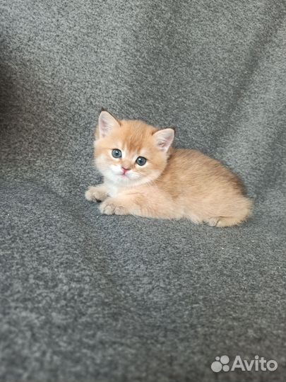 Британские котята золотая шиншилла