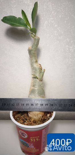 Адениум арабикум