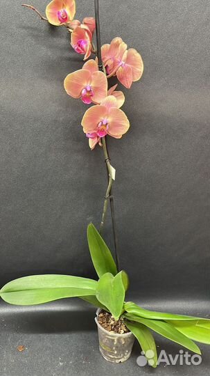 Орхидея фаленопсис Volcano