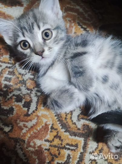 Котенок девочка