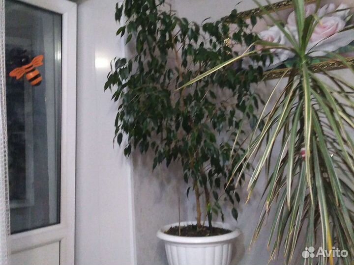 Фикус бенджамина 1,5м