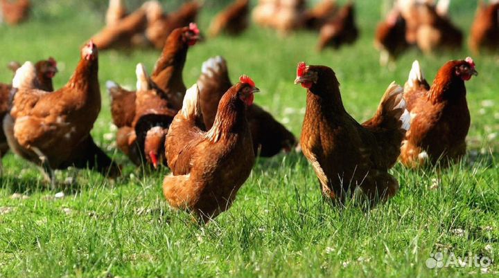 Куры несушки с доставкой