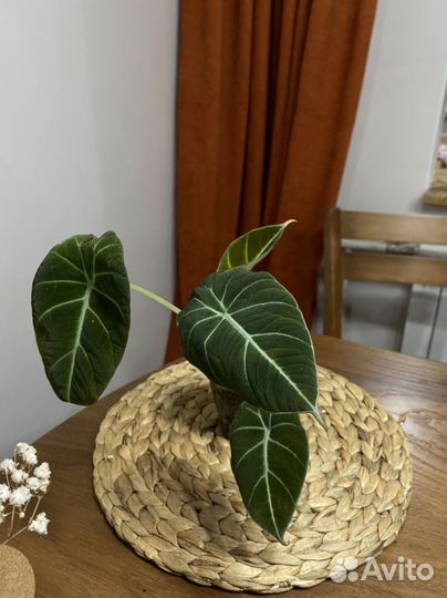 Комнатные растения цветы