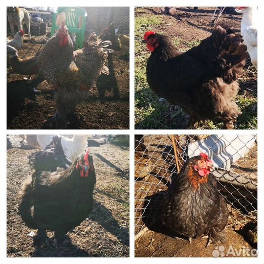 Инкубационное яйцо