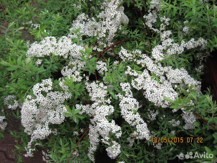 Садовые цветы и растения