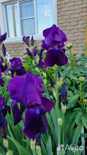 Ирисы сортовые